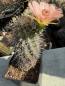 Preview: Echinocereus roetteri